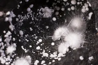 Picropharmacolite and Sainfieldite.jpg