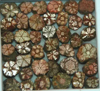 Cherry blossom stones (pinite) (muscovite mica replacing intergrown cordierite-indialite) (mid-Cretaceous, 98 Ma; Kameoka, Honshu Island, Japan) 2.jpg