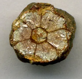 Cherry blossom stone (pinite) (muscovite mica replacing intergrown cordierite-indialite) (mid-Cretaceous, 98 Ma; Kameoka, Honshu Island, Japan) 1.jpg