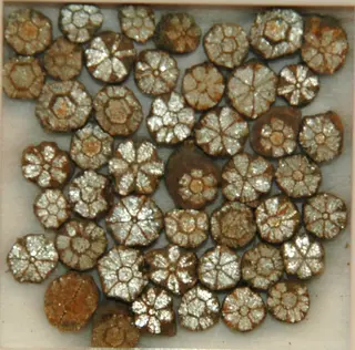 Cherry blossom stones (pinite) (muscovite mica replacing intergrown cordierite-indialite) (mid-Cretaceous, 98 Ma; Kameoka, Honshu Island, Japan) 3.jpg