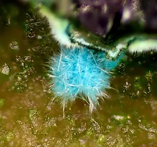 Quetzalcoatlite-77801.jpg