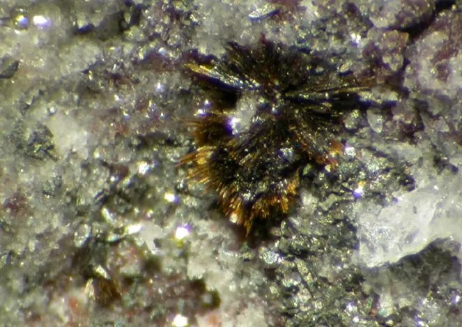 Rankachite-88990.jpg
