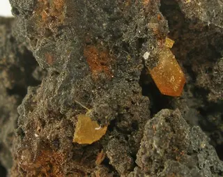 Raspite-sea29c.jpg