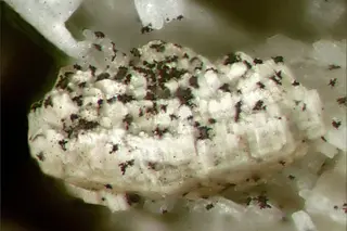 Rhabdophane-(Ce)-164859.jpg