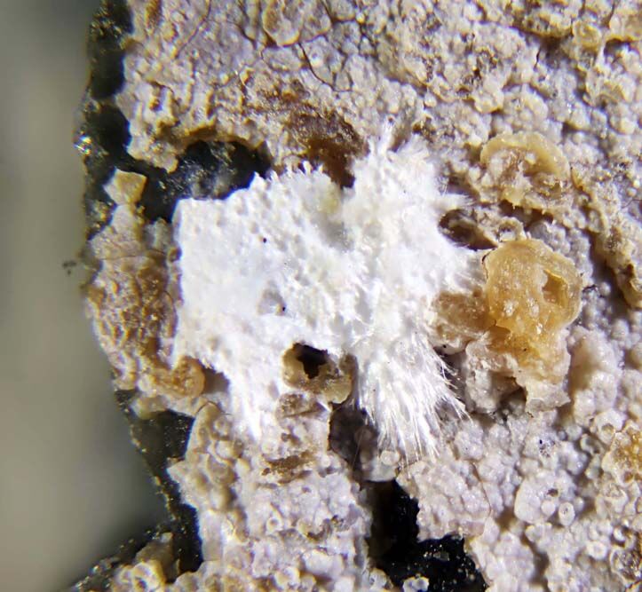 Rhodesite