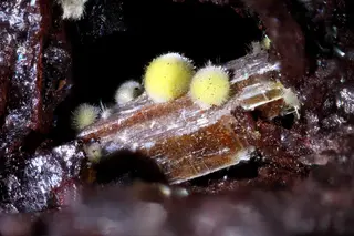 Arsenuranospathite, Uranophane-alpha, Menzenschwand.jpg