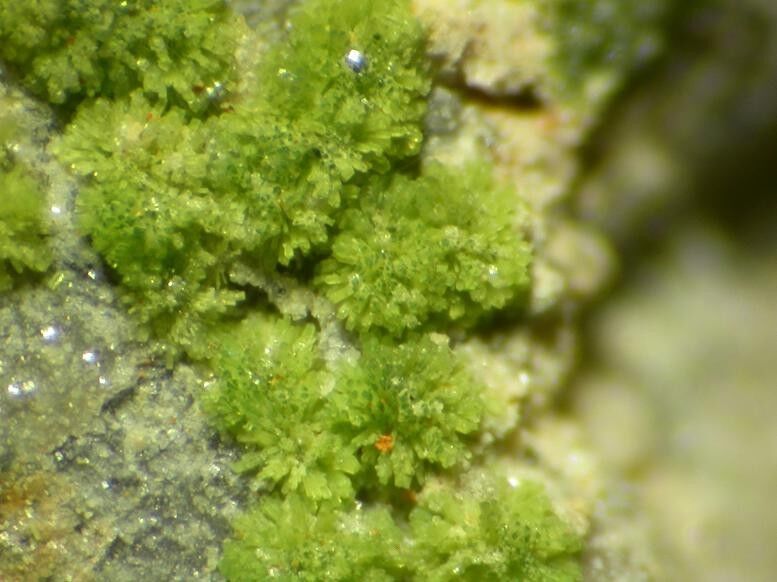 Arthurite