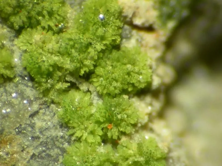 Arthurite-108699.jpg