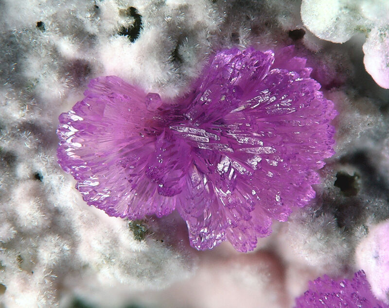 Sainfeldite