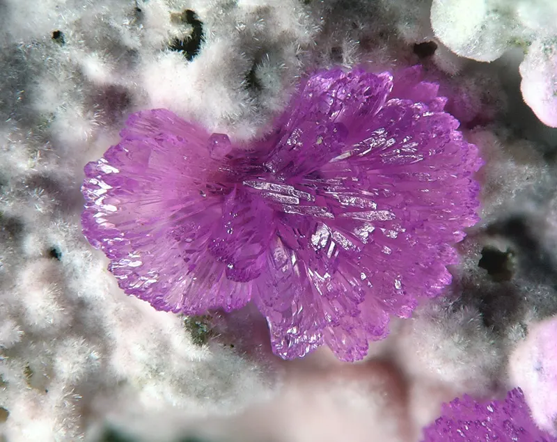 Sainfeldite-MA1283243758.jpg
