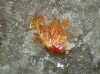 Scheuchzerite-103195.jpg