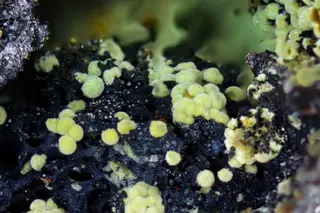 Asisite (Henk Smeets, tomeikminerals).jpg