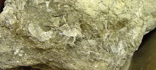 Searlesite.jpg