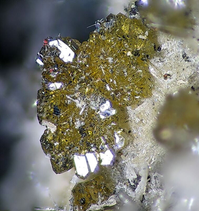 Shakhovite