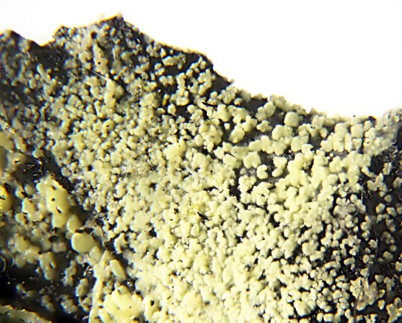 Shumwayite