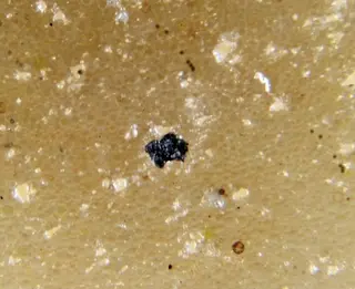 Sorosite & Stistaite.jpg