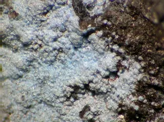 Spertiniite-93262.jpg