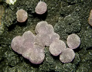 Strengite-102488.jpg