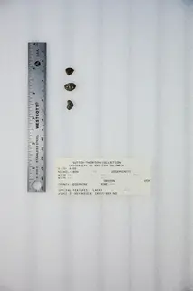 Awaruite (49025267781).jpg