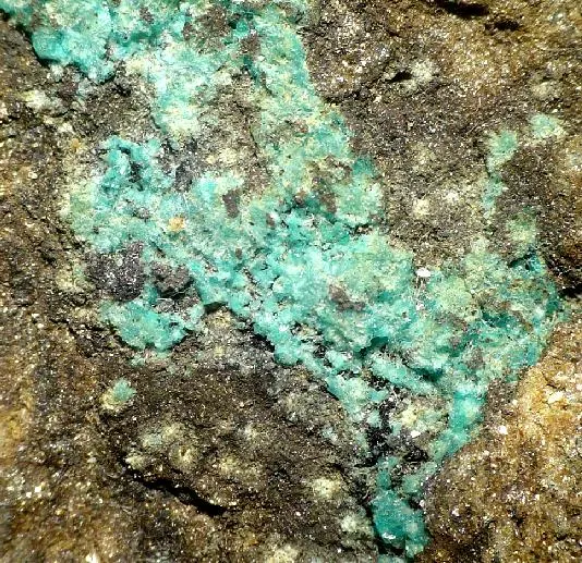 Tsumebite-23854.jpg