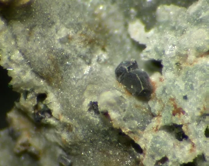 Tuhualite-96825.jpg