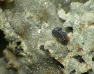 Tuhualite-96825.jpg