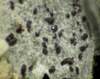 Tuhualite-96828.jpg