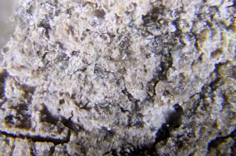 Tvalchrelidzeite.jpg