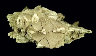 Tychite (GeoDIL number - 833).jpg