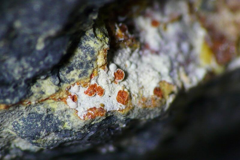 Umohoite