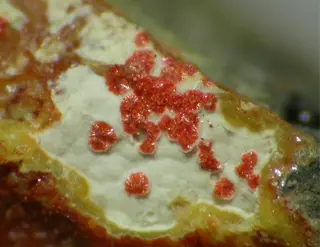 Umohoite-425259.jpg