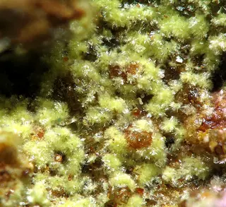 Barahonaite-(Fe)-203805.jpg