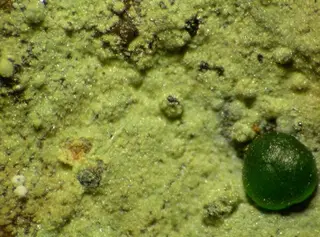 Barahonaite-(Fe)-Conichalcite-160513.jpg