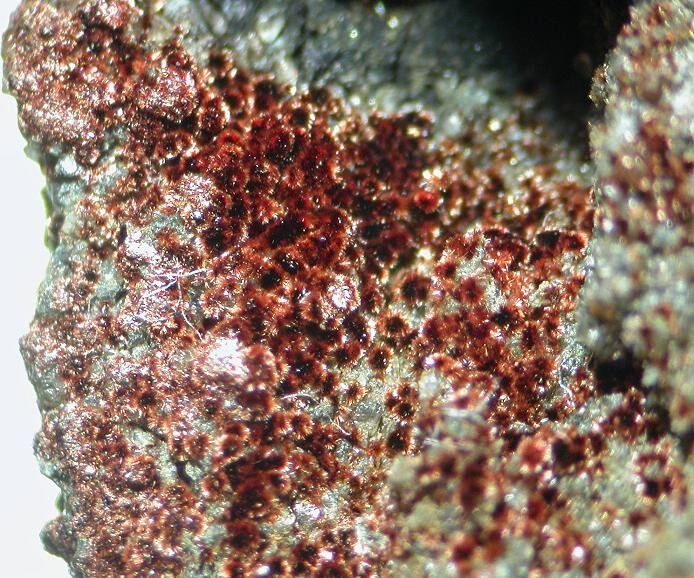 Barnesite
