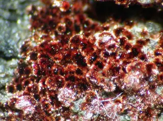 Barnesite-108701.jpg