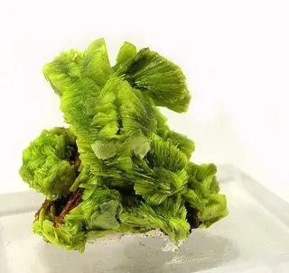 Uranocircite-51177.jpg