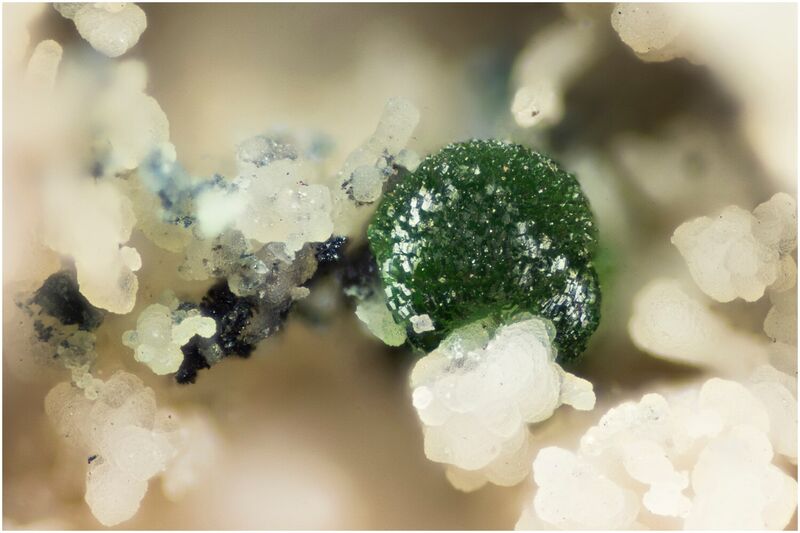 Vargite
