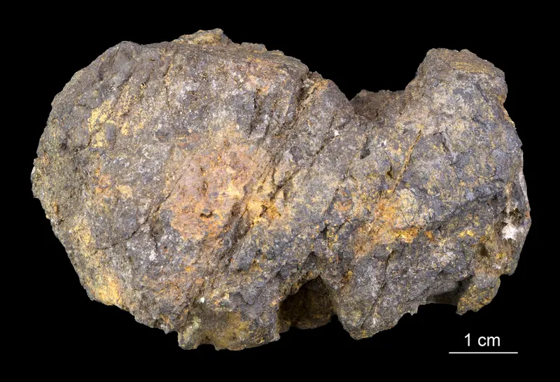 Estonian Museum of Natural History Specimen No 202252 photo (g27 g27-602 1 jpg).jpg
