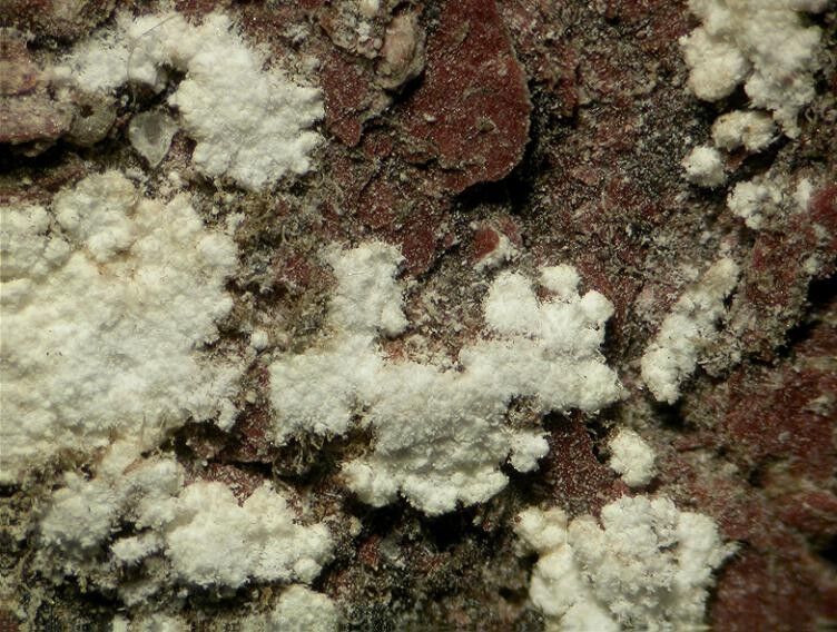 Weddellite