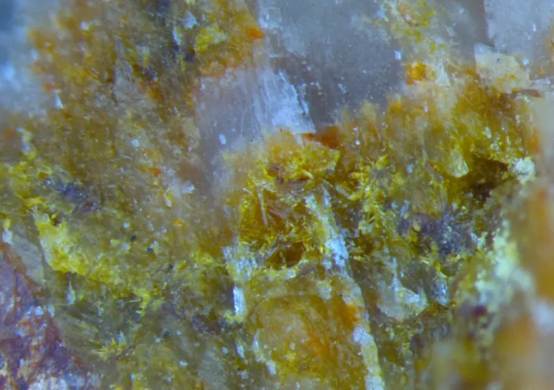 Holotype wortupaite.png