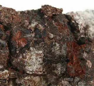 Xocolatlite-rare-09-00b.jpg