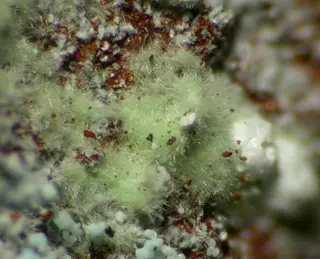 Zalesiite-89397.jpg