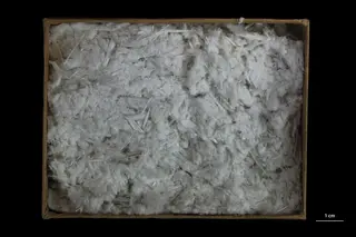 Asbestos