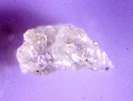 Bearsite.jpg