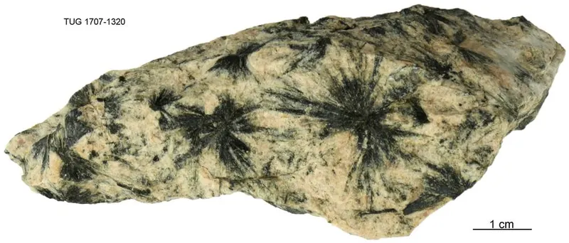 Gedrite