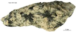 Gedrite