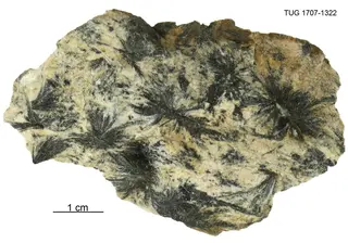 Gedrite