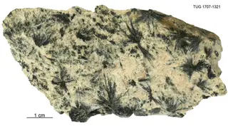 Gedrite