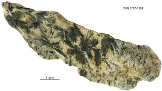 Gedrite