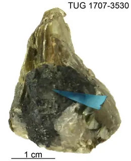 Herzenbergite